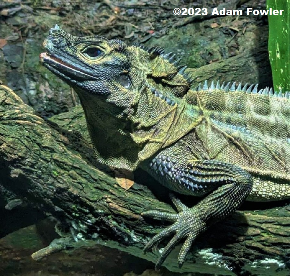 Amboina Sailfin Lizard (Hydrosaurus amboinensis) photographed at Singapore Zoo